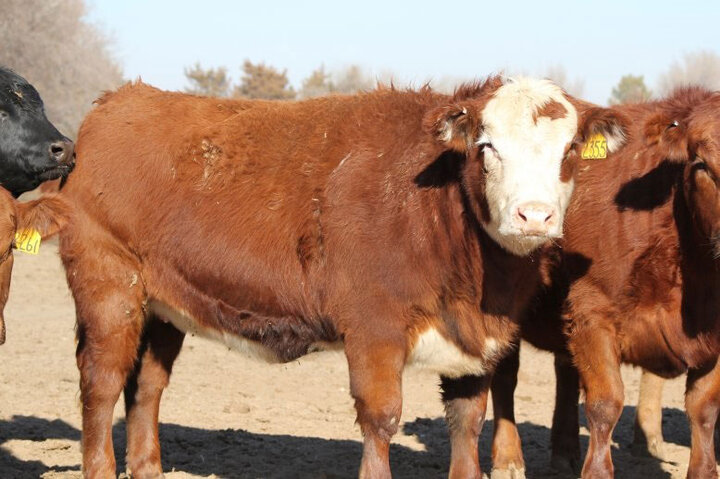 Cows in a field