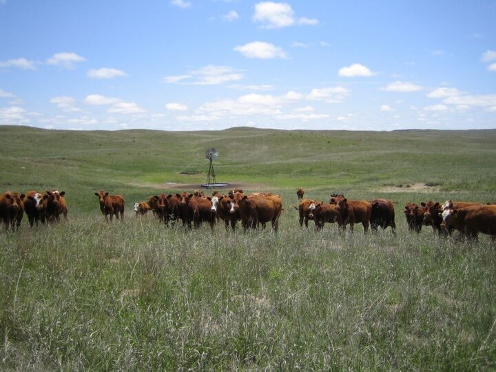 Cows in a field