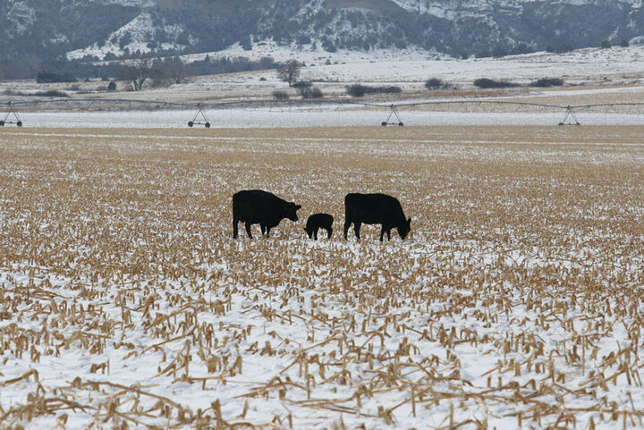 Cattle grazing in a field in the winter