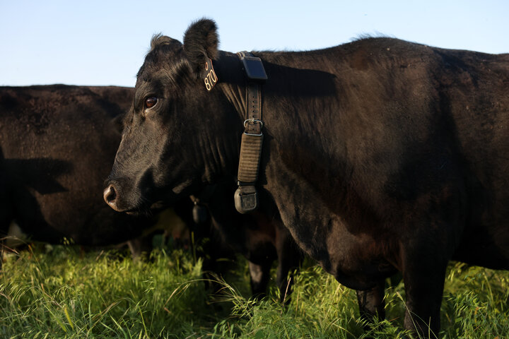 Halter virtual fence collar on black cow