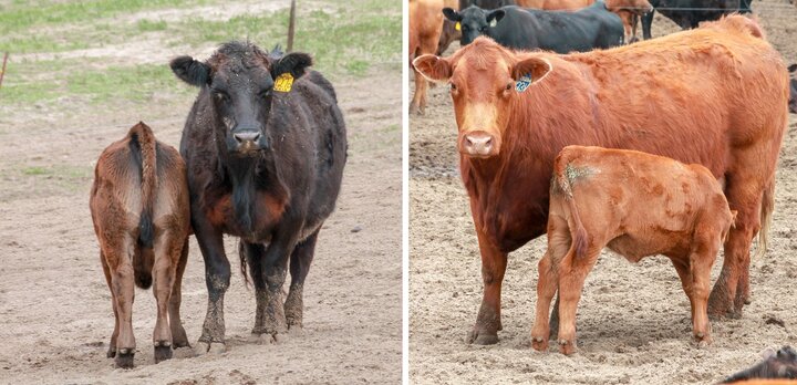 Cow calf pairs