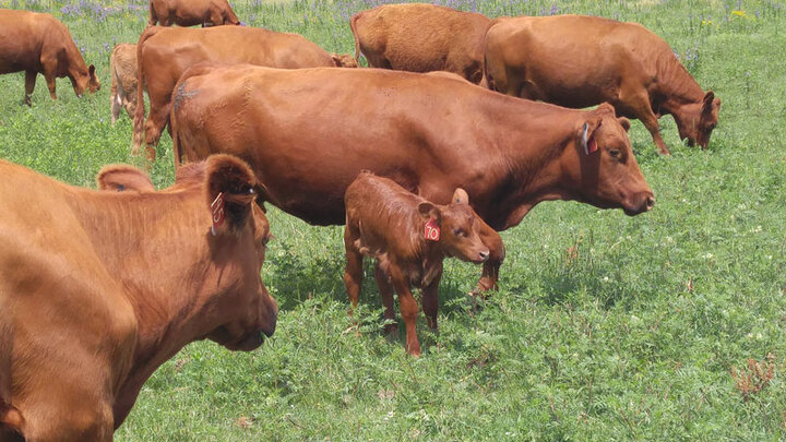 Cattle grazing