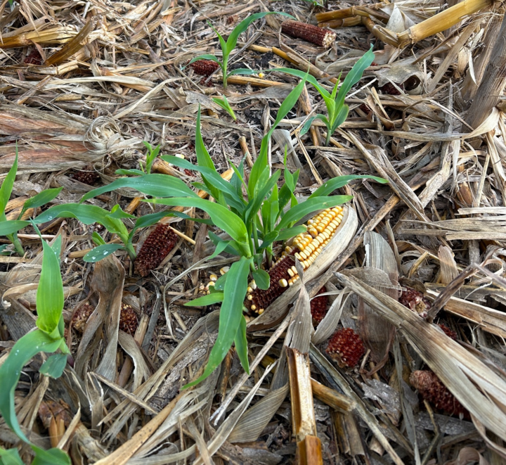 Corn sprouting from downed ears