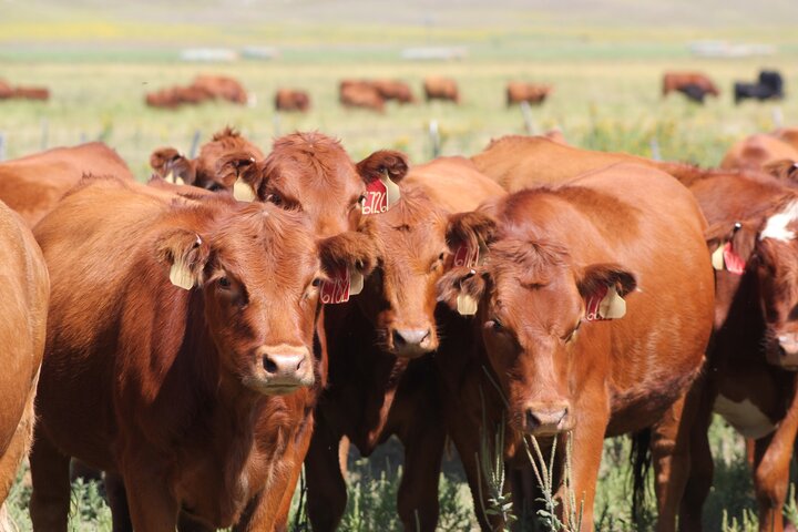 A group of cows in a field