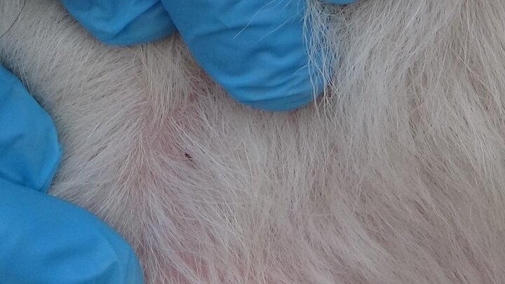 Two hand part to find cattle lice