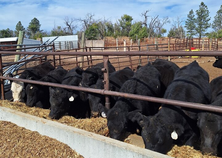 Weaned calves eating at the bunk (Photo credit: Karla Wilke)