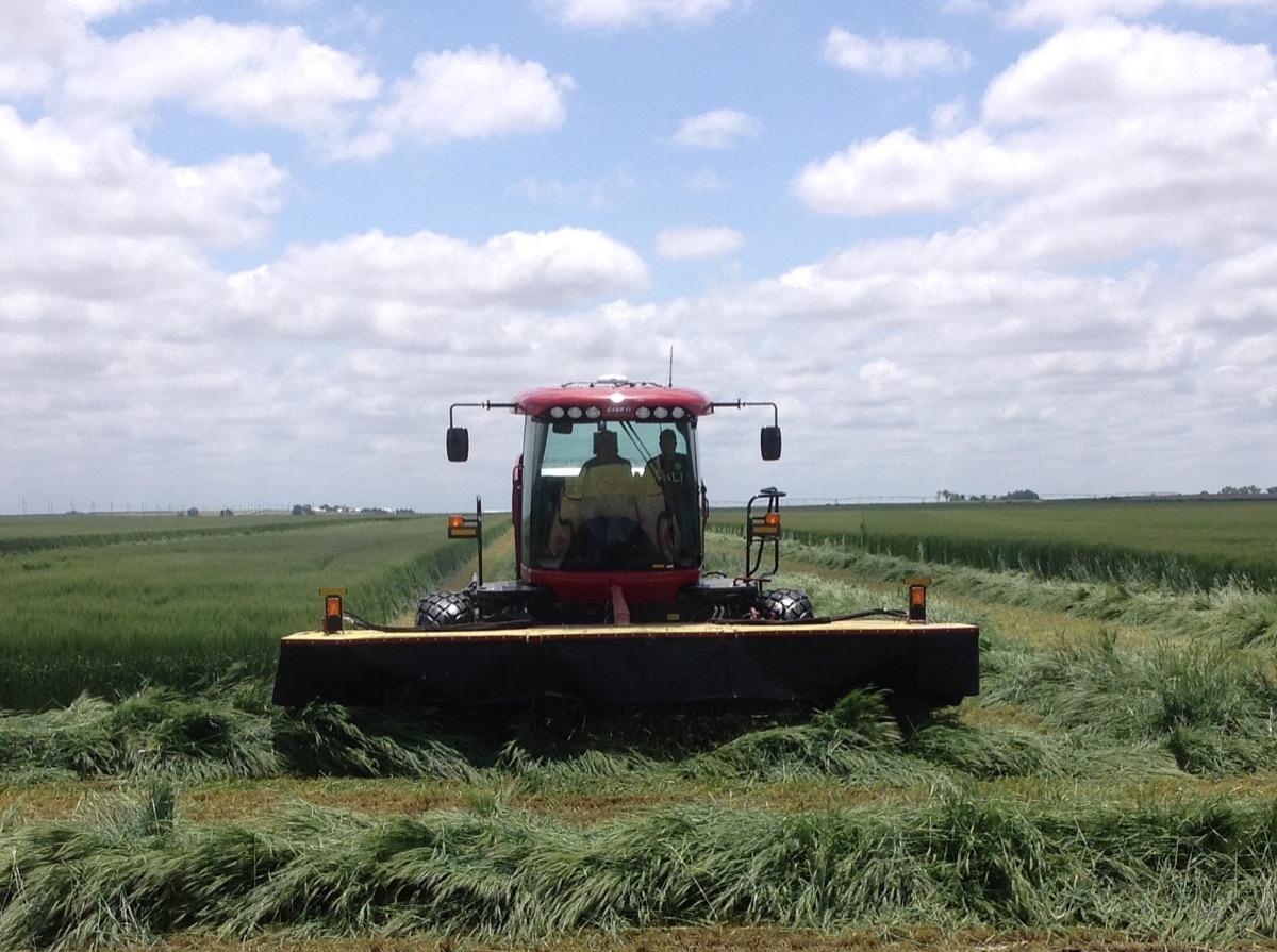 harvesting wheatlage